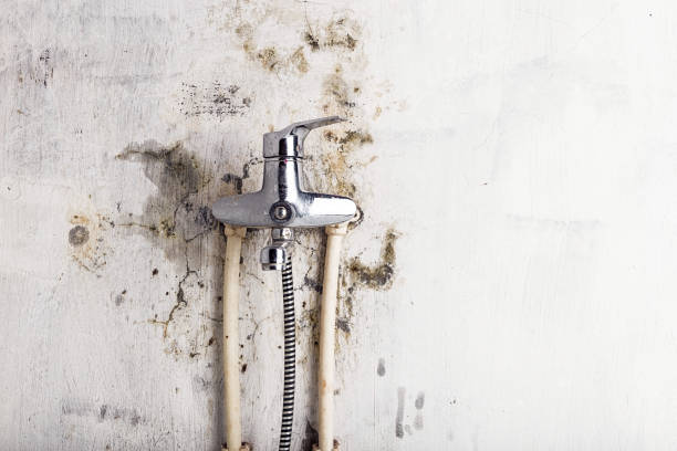 Best Mold Damage Repair  in Lecanto, FL
