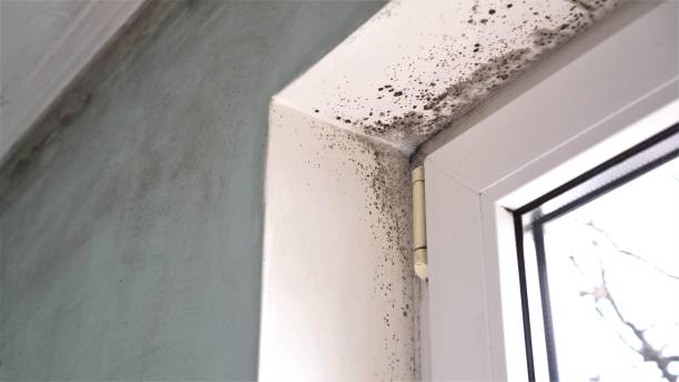 Best Mold Remediation  in Lecanto, FL