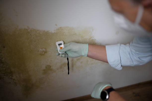 Best Toxic Mold Removal  in Lecanto, FL