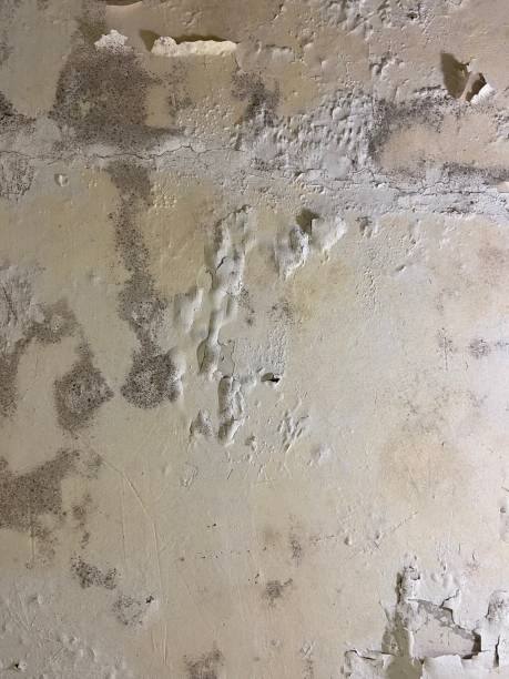 Best Black Mold Removal  in Lecanto, FL