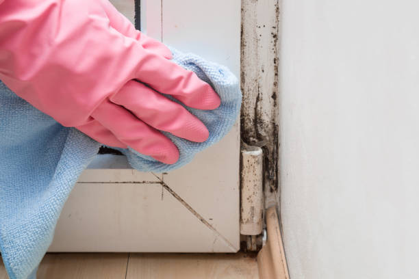 Best Local Mold Removal Service  in Lecanto, FL