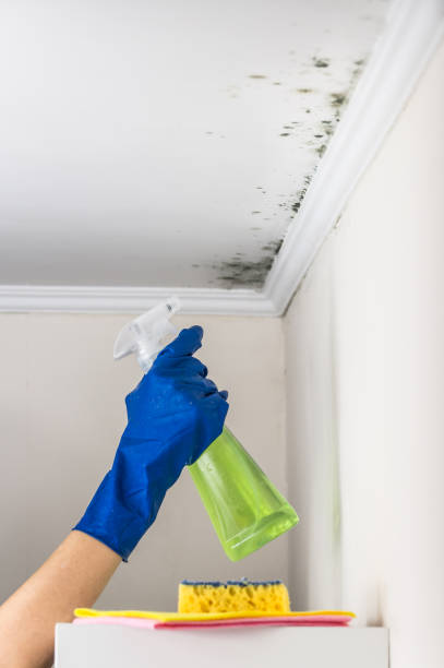 Best Home Mold Removal  in Lecanto, FL