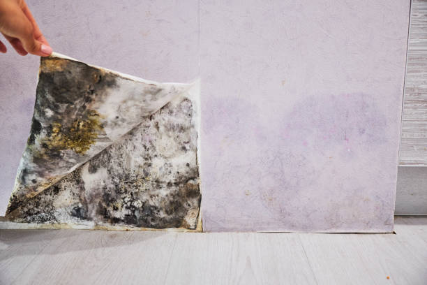 Best Mold Cleaning Services  in Lecanto, FL